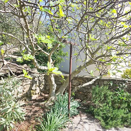 Vitafran * Pinezići